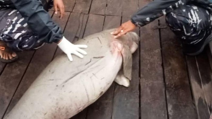 KKP tangani kematian beruntun dua dugong di Kalimantan Barat.