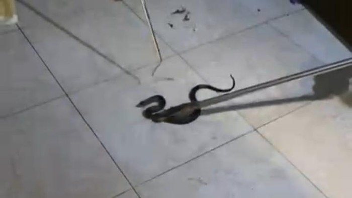 Evakuasi ular kobra jawa di rumah warga Desa Baran, Kecamatan Cawas, Klaten, Kamis (26/6/2025) malam.