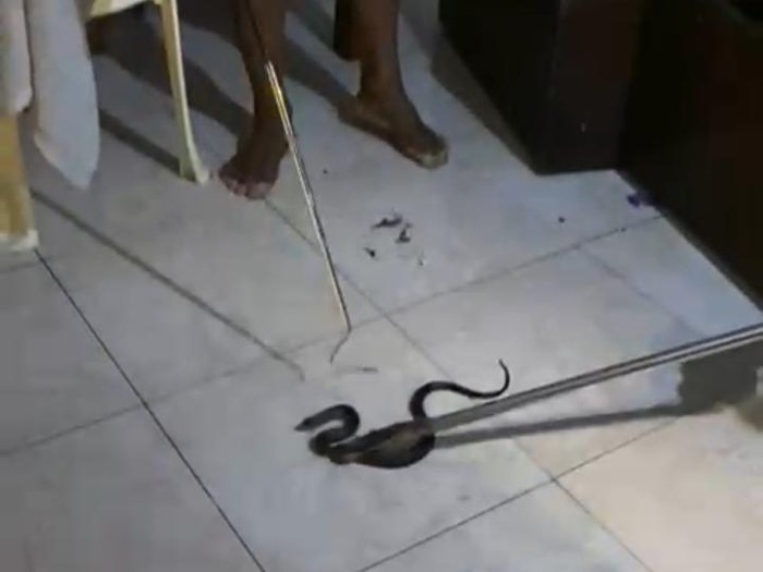 Evakuasi ular kobra jawa di rumah warga Desa Baran, Kecamatan Cawas, Klaten, Kamis (26/6/2025) malam.