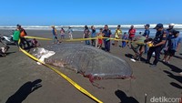 pegiat konservasi laut setempat, Jumawan, mengimbau warga tidak mengonsumsi hiu itu karena statusnya adalah hewan yang dilindungi.