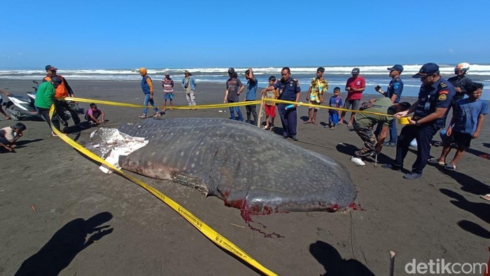 Kondisi hiu tutul yang terdampar lalu mati di Pantai Welahan Wetan, Kecamatan Adipala, Kabupaten Cilacap, Kamis (26/6/2025).