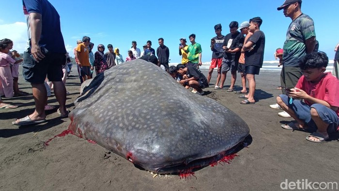 Hiu Tutul Terdampar di Pantai Cilacap Kondisi hiu tutul yang terdampar lalu mati di Pantai Welahan Wetan, Kecamatan Adipala, Kabupaten Cilacap, Kamis (26/6/2025).