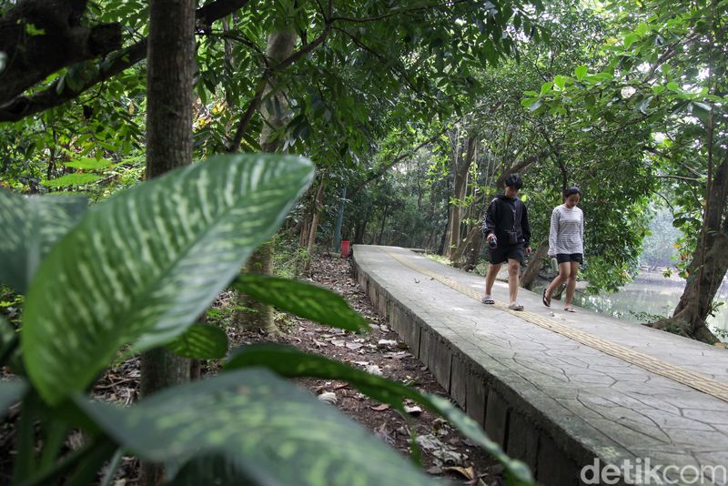 Warga berolahraga di Hutan Kota Srengseng, Jakbar, Jumat (27/6/2025). Pramono menginstruksikan Dinas Pertamanan untuk melakukan renovasi Hutan Kota Srengseng.