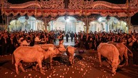 Selama kirab berlangsung, seluruh peserta melakukan Tapa Bisu atau laku hening dengan berjalan tanpa bersuara dan tidak mengenakan alas kaki. Foto: ANTARA FOTO /MOHAMMAD AYUDHA