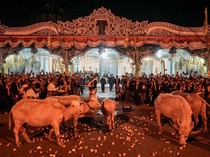 PB XIV Purbaya Gelar Kirab Malam 1 Suro 16 Juni, 5 Kebo Bule Jadi Cucuk Lampah