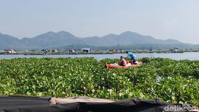 Penampakan eceng gondok di Waduk Cirata.