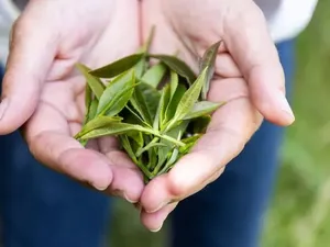 Keren! Ilmuwan Uji Coba Tanam Teh di Luar Angkasa