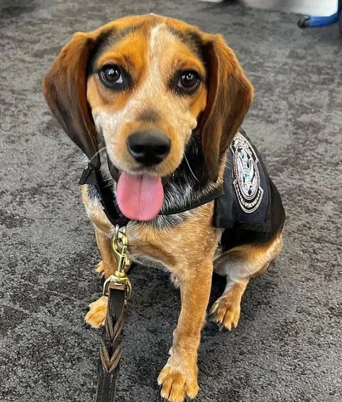 Freddie si anjing bandara AS yang ditendang turis