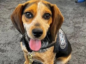 Tendang Anjing Bandara Sekuat Tenaga, Pria Mesir Langsung Dideportasi AS