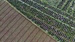 Ladang Bunga Hortensia di Batu Disulap Jadi Destinasi Wisata Hits