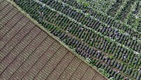 Ladang bunga seluas 7.000 meter persegi yang sebelumnya hanya digunakan sebagai lahan produksi bunga potong itu kini berubah fungsi menjadi tempat wisata yang ramai dikunjungi. Antara Foto/Muhammad Mada