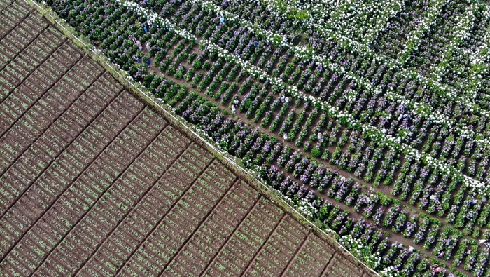Sejumlah pengunjung berswafoto dengan latar belakang Ladang Bunga Hortensia (Hydrangea) di Puncak Brakseng, Batu, Jawa Timur, Sabtu (28/6/2025). Akibat menurunnya permintaan bunga dekorasi sejak setahun terakhir, petani setempat mengalihfungsikan lahan pertanian bunga hortensia seluas 7.000 meter persegi miliknya menjadi tempat wisata yang mampu menarik kunjungan wisatawan sekitar 200 hingga 500 orang per hari dengan tiket masuk sebesar Rp10 ribu per orang. ANTARA FOTO/Muhammad Mada