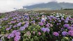 Ladang Bunga Hortensia di Batu Disulap Jadi Destinasi Wisata Hits