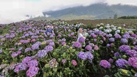 Dengan keindahan yang memanjakan mata dan akses mudah dijangkau, Ladang Hortensia di Brakseng kini pantas disebut sebagai salah satu destinasi wisata hits baru di Batu. Antara Foto/Muhammad Mada
