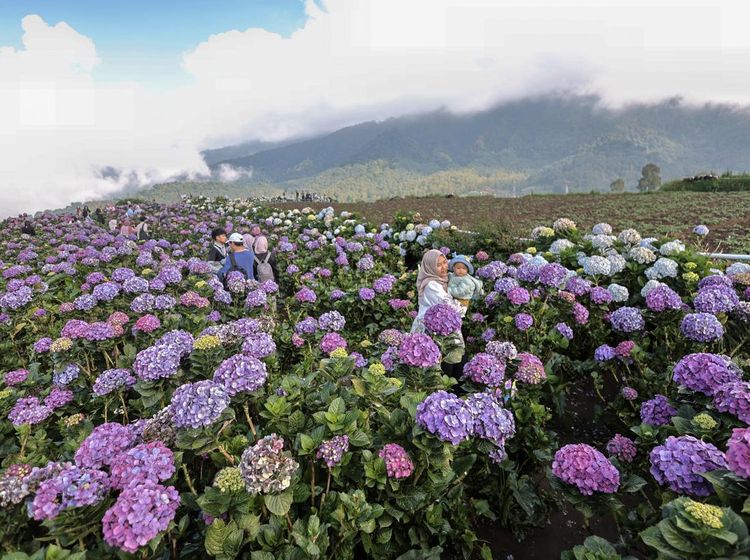 Ladang Bunga Hortensia di Batu Disulap Jadi Destinasi Wisata Hits