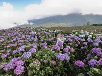 Ladang Bunga Hortensia di Batu Disulap Jadi Destinasi Wisata Hits