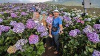 Sejumlah pengunjung berswafoto dengan latar belakang Ladang Bunga Hortensia (Hydrangea) di Puncak Brakseng, Batu, Jawa Timur, Sabtu (28/6/2025). Antara Foto/Muhammad Mada