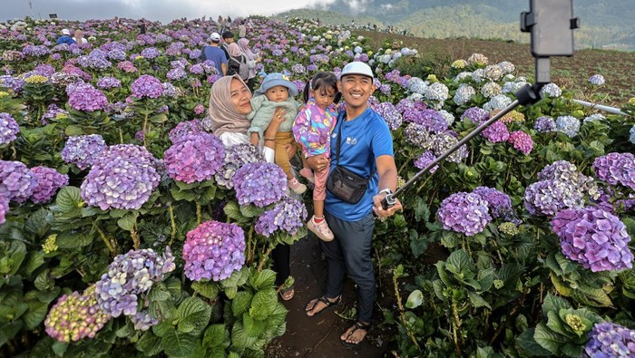 Sejumlah pengunjung berswafoto dengan latar belakang Ladang Bunga Hortensia (Hydrangea) di Puncak Brakseng, Batu, Jawa Timur, Sabtu (28/6/2025). Akibat menurunnya permintaan bunga dekorasi sejak setahun terakhir, petani setempat mengalihfungsikan lahan pertanian bunga hortensia seluas 7.000 meter persegi miliknya menjadi tempat wisata yang mampu menarik kunjungan wisatawan sekitar 200 hingga 500 orang per hari dengan tiket masuk sebesar Rp10 ribu per orang. ANTARA FOTO/Muhammad Mada