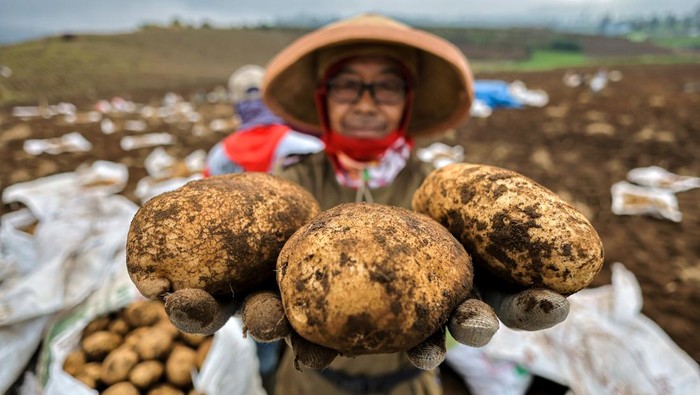 Petani memanen kentang varietas Granola saat musim panen awal musim kemarau di Puncak Brakseng, Batu, Jawa Timur, Sabtu (28/6/2025). Menurut data Badan Pusat Statistik (BPS) Kawasan yang menjadi pusat tanaman hortikultura Jawa Timur itu, menghasilkan rata-rata 8,3 ribu ton kentang granola per tahun dengan luas panen sekitar 396 hektar pada tahun 2024 dan menjadi salah satu pemasok kentang di berbagai daerah seperti Kalimantan, Bali, dan Jawa Timur. ANTARA FOTO/Muhammad Mada