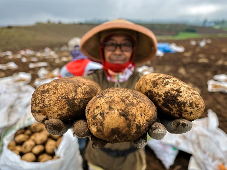 Musim Panen Kentang di Batu, Petani Sumringah