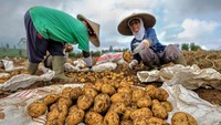 Petani memanen kentang varietas Granola saat musim panen awal musim kemarau di Puncak Brakseng, Batu, Jawa Timur, Sabtu (28/6/2025). ANTARA FOTO/Muhammad Mada