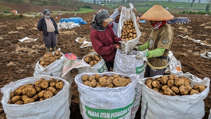 Musim Panen Kentang di Batu, Petani Sumringah Petani memanen kentang varietas Granola saat musim panen awal musim kemarau di Puncak Brakseng, Batu, Jawa Timur, Sabtu (28/6/2025). Menurut data Badan Pusat Statistik (BPS) Kawasan yang menjadi pusat tanaman hortikultura Jawa Timur itu, menghasilkan rata-rata 8,3 ribu ton kentang granola per tahun dengan luas panen sekitar 396 hektar pada tahun 2024 dan menjadi salah satu pemasok kentang di berbagai daerah seperti Kalimantan, Bali, dan Jawa Timur. ANTARA FOTO/Muhammad Mada