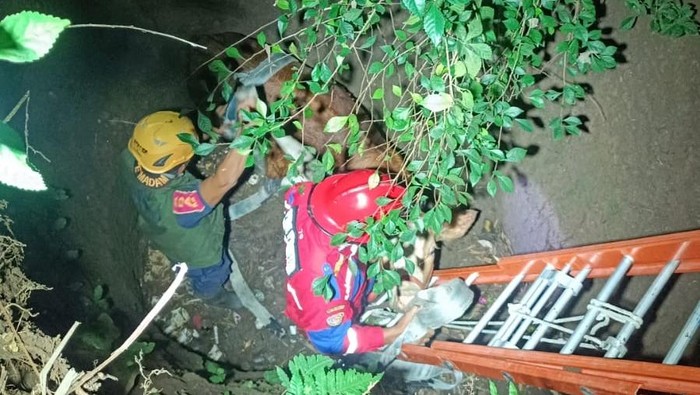 Proses evakuasi sapi dari dasar sumur kering di Banjaroyo, Kalibawang, Kulon Progo, Kamis (26/6/2025).