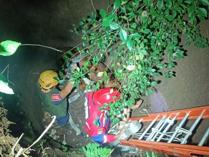 Proses evakuasi sapi dari dasar sumur kering di Banjaroyo, Kalibawang, Kulon Progo, Kamis (26/6/2025).