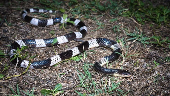 Ular weling (Bungarus candidus)