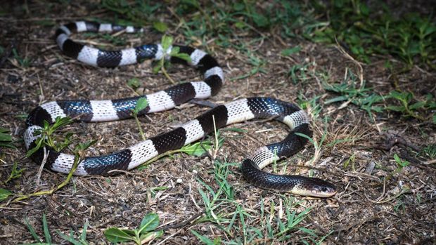 Ular Weling (Bungarus candidus) Ular weling (Bungarus candidus)