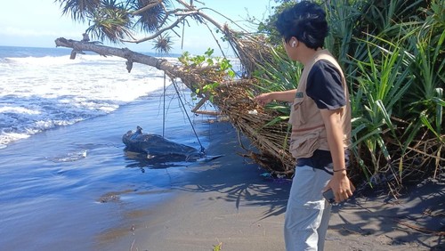 Bangkai lumba-lumba terdampar di pesisir Pantai Perancak, Kecamatan Jembrana, Kabupaten Jembrana, Bali, Minggu (29/6/2025).  (Foto: Istimewa)