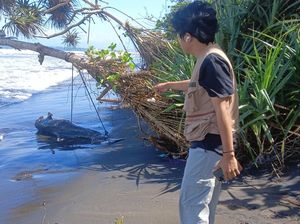 Bangkai Lumba-lumba Terdampar di Pantai Perancak, Diduga Terkena Pancing