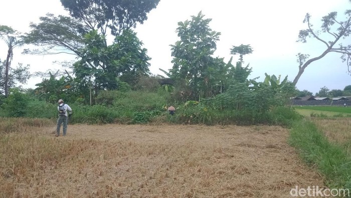 Reruntuhan  yang diduga benteng stelsel kompeni di Rejoso.