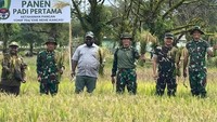 Batalyon Infanteri (Yonif) 754/ENK panen padi di lahan tidur seluas 0,8 hektar yang berhasil diubah menjadi lahan produktif persawahan di Papua. Panglima Komando Operasi (Pangkops) Habema, Mayjen TNI Lucky Avianto, memastikan seluruh personil TNI mendukung upaya percepatan target Indonesia swasembada pangan. Foto: Dok. Koops Habema
