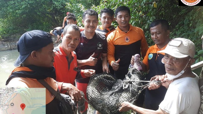 Evakuasi buaya muara masuk tambah warga Rungkut Surabaya.