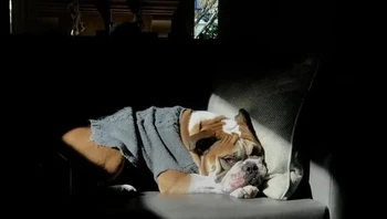 Bersantai di sofa favorit. Foto: OneTimeISAWBird/Reddit/BrightSide