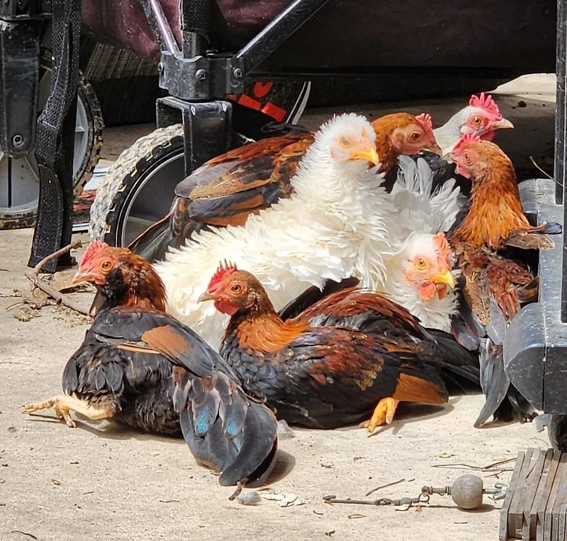 Foto random artistik