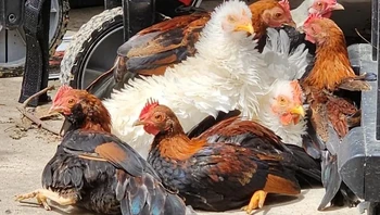 Ayam-ayam berjemur. Foto: bipolarbearartist/Reddit/BrightSide