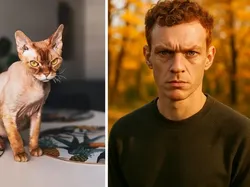 Gambar AI Prediksi Wujud Ras Kucing Populer Jika Jadi Manusia