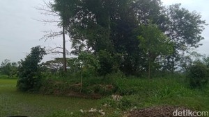 Dulu Punya Banyak Arca, tapi Sekarang Gumuk Asu Tinggal Semak Belukar