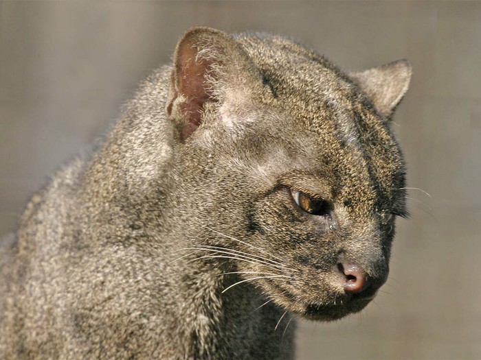 Jaguarundi (Puma yagouaroundi) di kebun binatang Kota Ostrava, Republik Ceko. © Zoo Ostrava via Zootier Lexikon