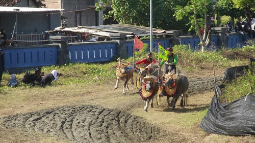 Lomba Makepung Kapolda Cup 2025 dalam memperingati HUT Bhayangkara ke-79 di Sirkuit All In One, Desa Pengambengan, Kecamatan Negara, Jembrana, Minggu, (29/6/2025). (Dok. Polda Bali)