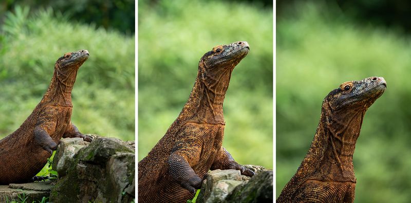 Review Lensa Sony 400-800