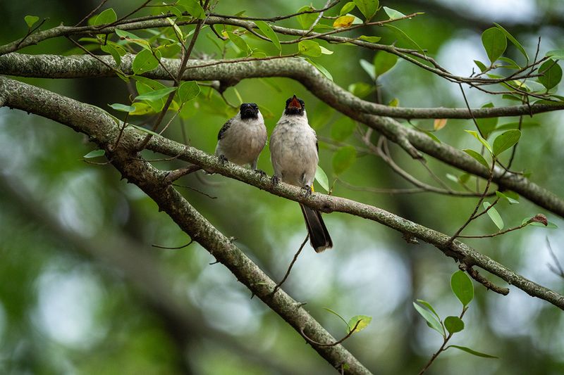 Review Lensa Sony 400-800
