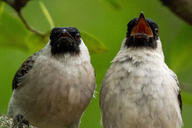 Review Lensa Sony 400-800