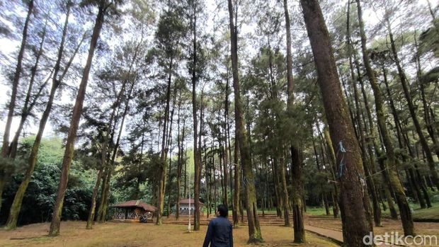 Suasana Objek Wisata 1001 Tangga Manguntapa Kuningan. Dikelilingi hutan pinus.