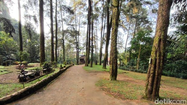 Suasana Objek Wisata 1001 Tangga Manguntapa Kuningan. Dikelilingi hutan pinus.