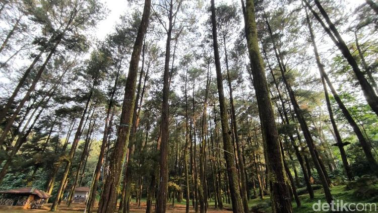Menyesap Kesejukan Alam Hutan Pinus di Kuningan