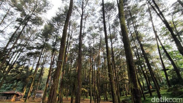 Suasana Objek Wisata 1001 Tangga Manguntapa Kuningan. Dikelilingi hutan pinus.