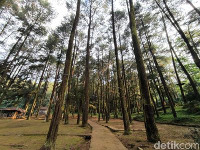 Menyesap Kesejukan Alam Hutan Pinus di Kuningan